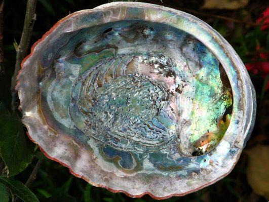 Abalone: ​​la coquille qui nous relie aux énergies mystiques de la mer