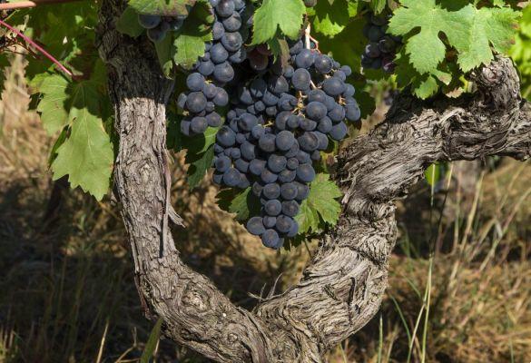 Aceite de semilla de uva: beneficios y modo de uso
