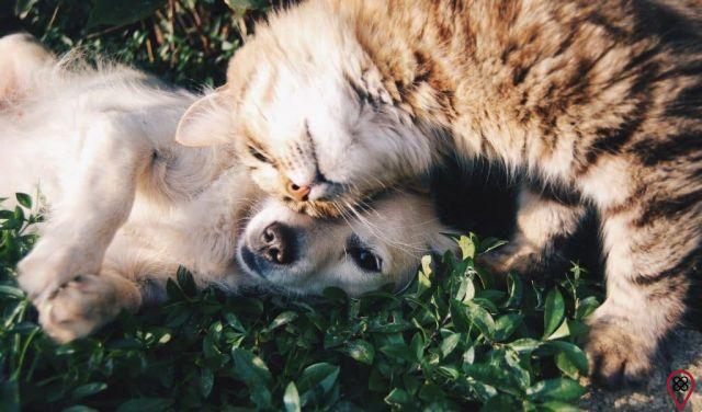 Dog or cat: what is your favorite animal?