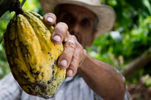 Everything you need to know about the Cacao Ceremony