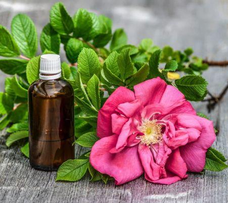 Renforcer l'immunité avec l'utilisation d'huiles essentielles et l'aromathérapie