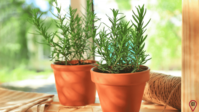 Aromatic herbs to have at home