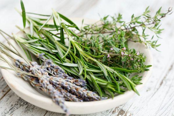 Rosemary tea: know the benefits and how to prepare it