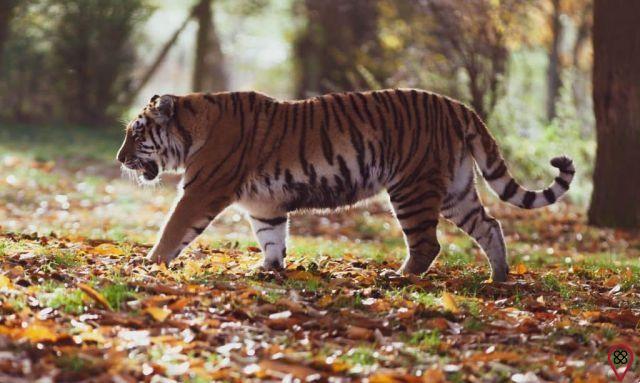 Animales de poder: Tigre