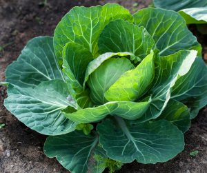 Cómo plantar kale y disfrutar de sus beneficios