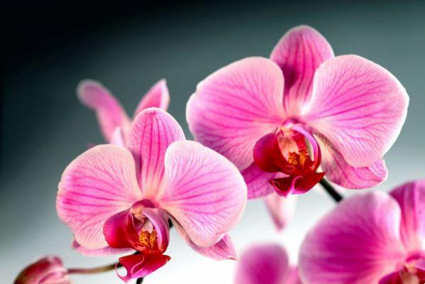 7 consejos para cultivar orquídeas