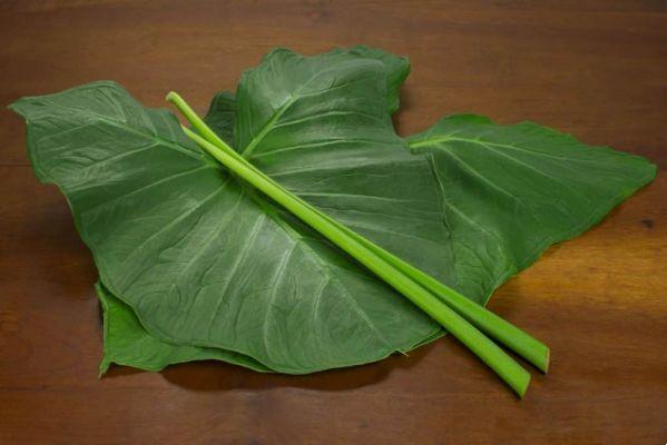 Taioba: enjoy the benefits of this powerful vegetable