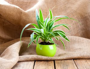 5 plants that survive even in apartments without light