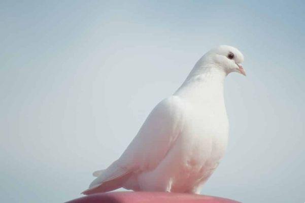 Do you know why the white dove is the symbol of peace?
