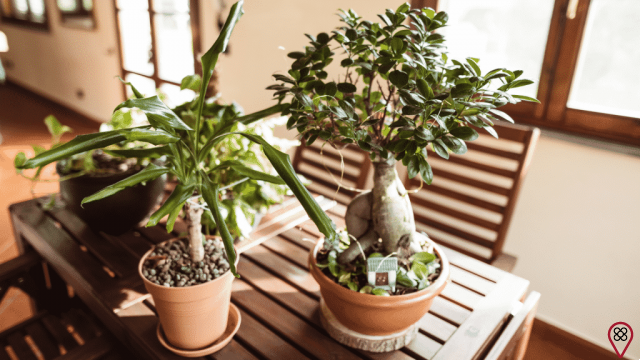 Want to know how to choose the ideal plant for your home?