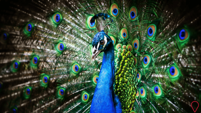 The Symbolism of the Peacock