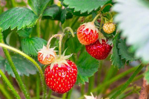 How to plant strawberry at home?