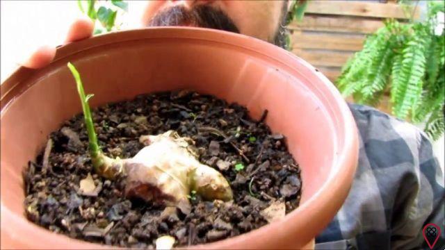 ¿Cómo plantar jengibre?