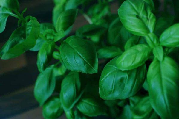 Recipes with basil