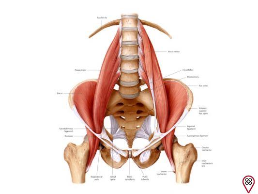Iliopsoas muscle: its importance in our lives