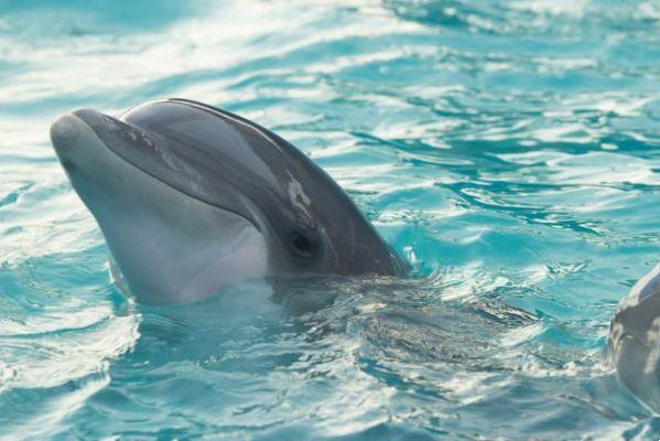 Larimar – El cristal del delfín