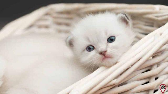 sueño de gato blanco
