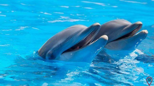 Power animals: Dolphin