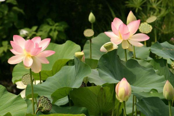 What is the meaning of the lotus flower?