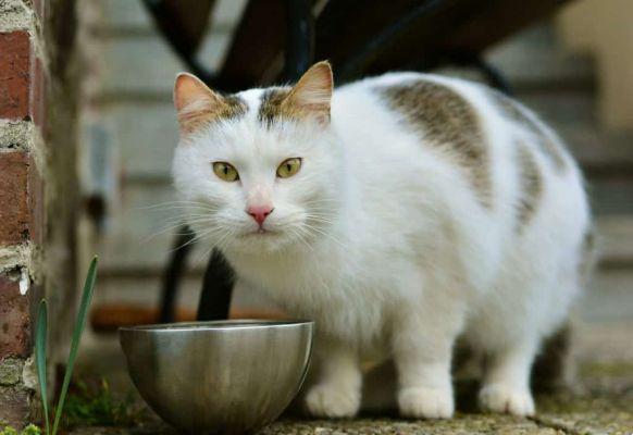 ¿Pueden los gatos comer comida para perros?