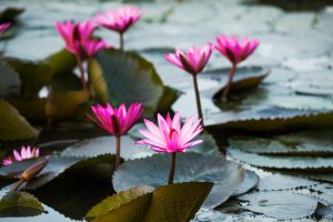 Lotus flower: beauty, purity and spirituality