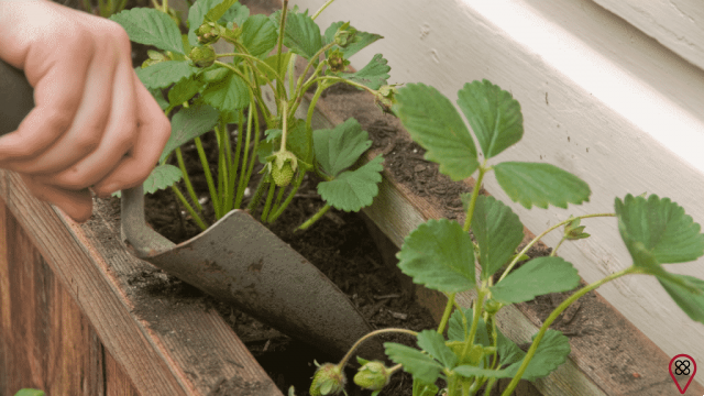 Le garçon au doigt vert : leçons de jardinage pour l'âme