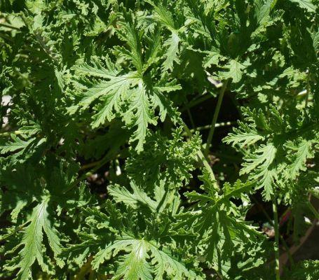 Citronela — Todo sobre esta planta y repelente de insectos natural