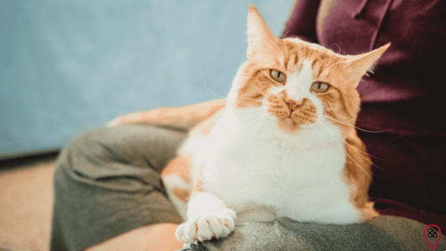 Your cat's spiritual mission in your life