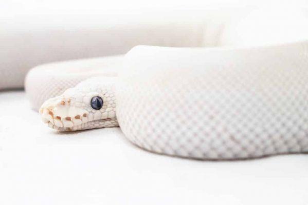 soñar con serpiente blanca