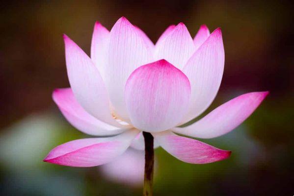 ¿Qué significa el tatuaje de la flor de loto?