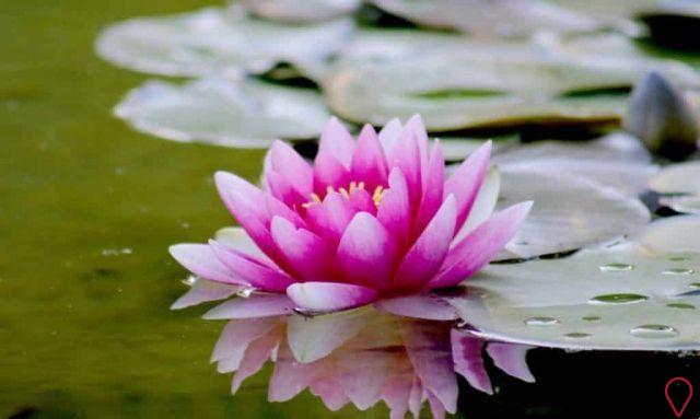 Fleur de lotus : la plante sacrée et sa signification