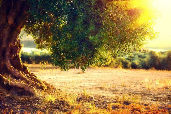 Árboles y bosques: aprende a recibir sus energías curativas