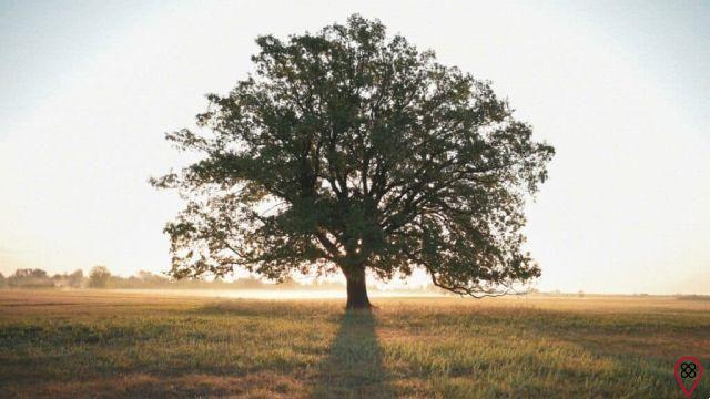 Día del árbol: para, respira y celebra esta fecha con conciencia