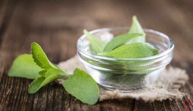 Stevia – learn more about the benefits of this leaf