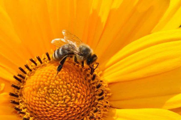 Bees and humans: dependence on a species