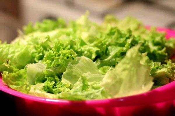 How to plant lettuce at home?