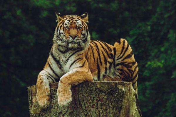 rêve de tigre