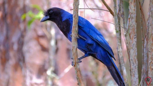 Legend of the Blue Jackdaw
