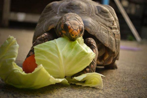What do tortoises eat?