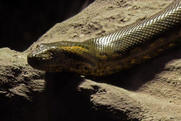 dream about anaconda snake