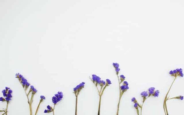 Achicoria: el floral del desapego