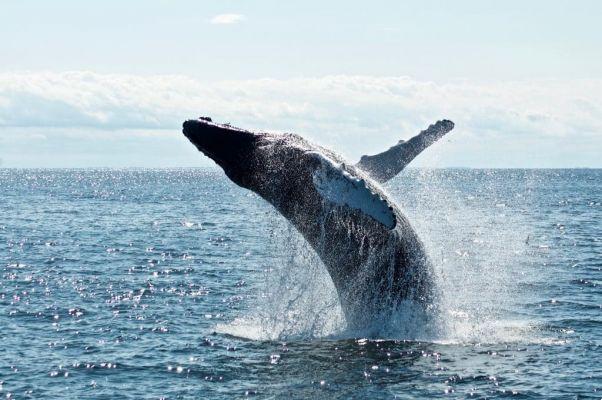 Animales de poder: La ballena