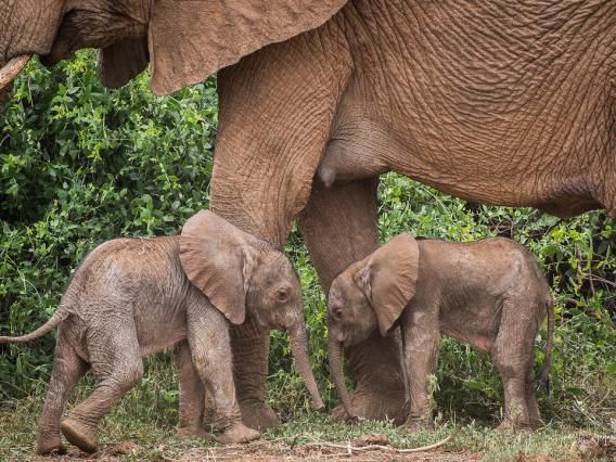 Gemelos elefantes nacieron en África, mira el video de esta rareza