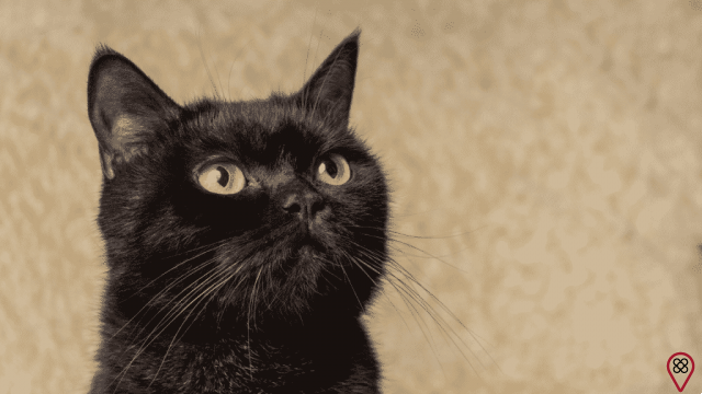 Black cat: what is its mystical meaning