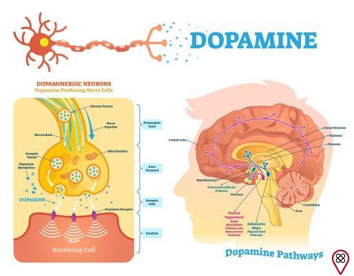 Learn how to increase the body's dopamine