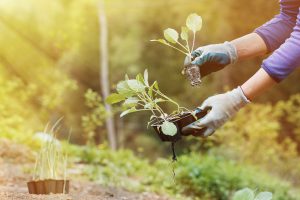 Gardening as a form of therapy