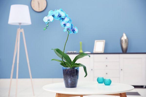 The correct way to care for your orchids
