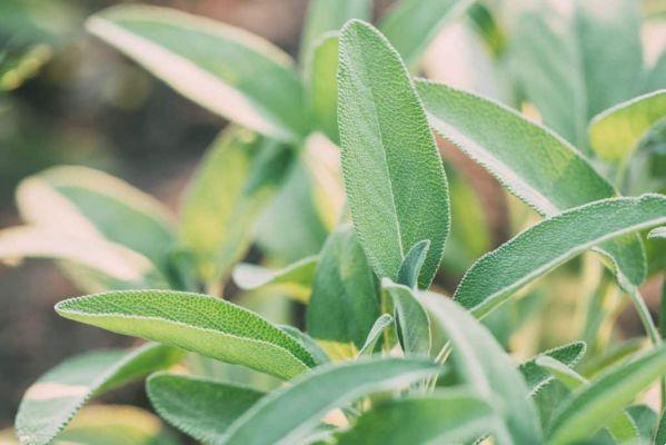 Sage: What It Is, Mental Benefits
