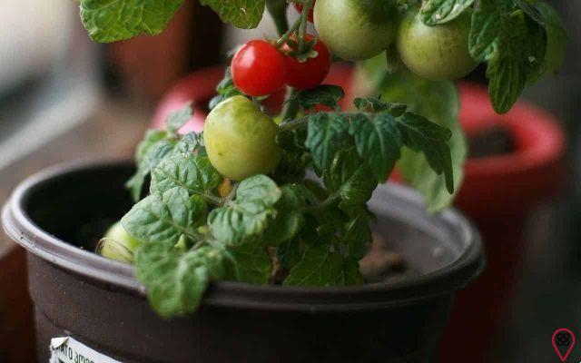 How to plant tomatoes at home?