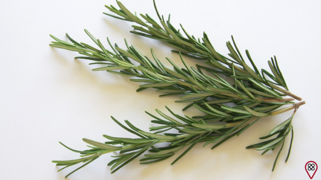 Learn to use herbs in the bath and make your own spa!